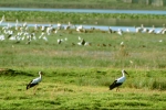 ciconia_ciconia_barza_alba