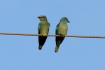 coracias-garrulus-dumbraveanca