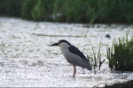 nycticorax_nictycorax_starcul_de_noapte2