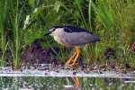 nycticorax_nycticorax_starc_de_noapte
