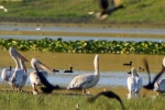 pelecanus_onocrotalus_pelican_comun