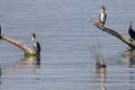 phalacrocorax-pygmeus-cormoran-mic